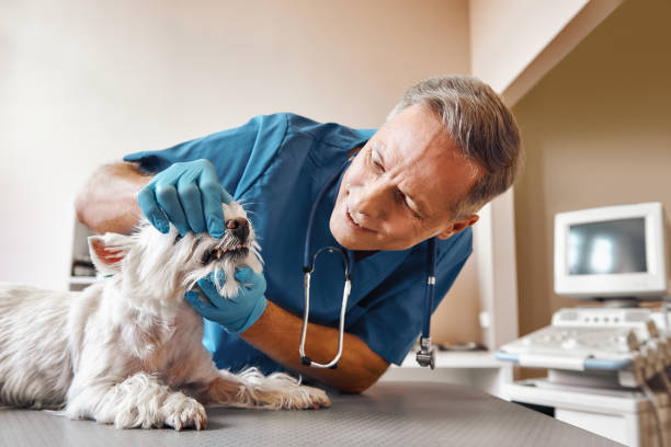 Best Walk-In Emergency Dental Services in Meadow Vale, KY